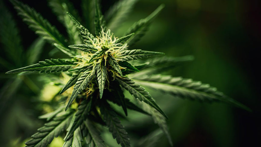 buy thca flower