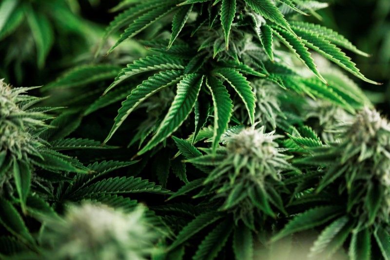 CBD Products: Trends and Innovations